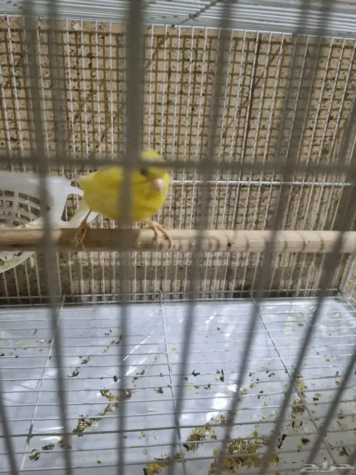 ذكر كناري منتج ومغرد 2