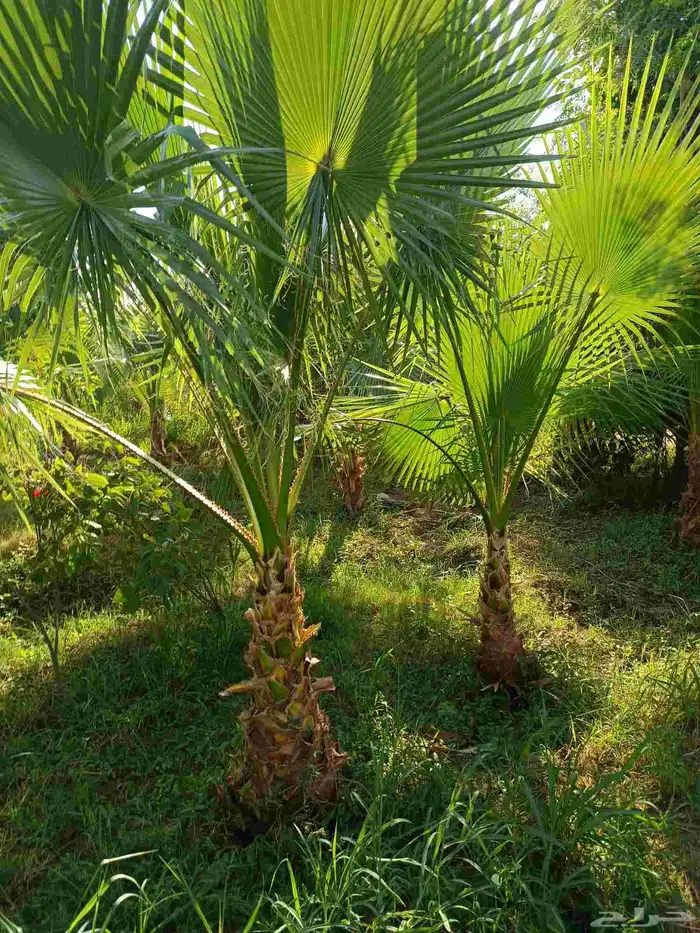 نخيل الواشنطونيا الأمريكي 0