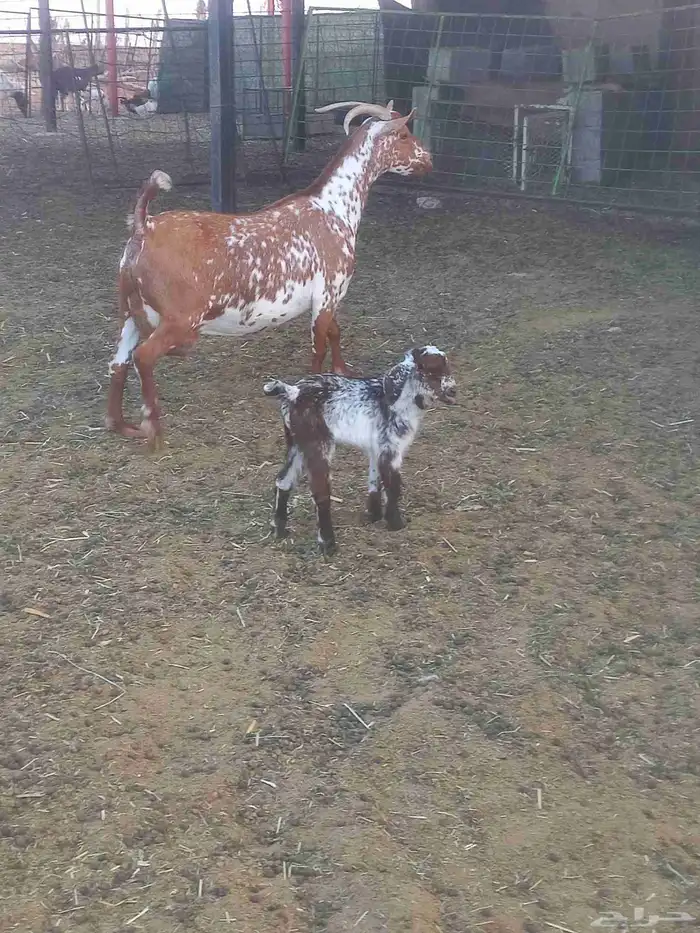 للبيع خرفان وعنز 7