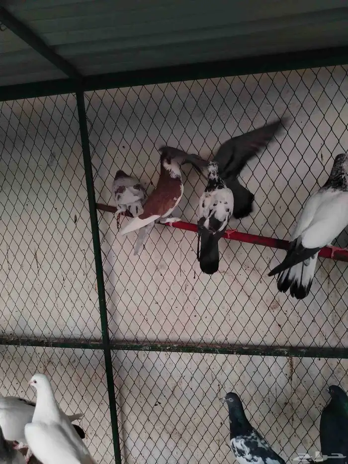 حمام مشكل قوي وجميل عرض الحبه 10 ريال 1