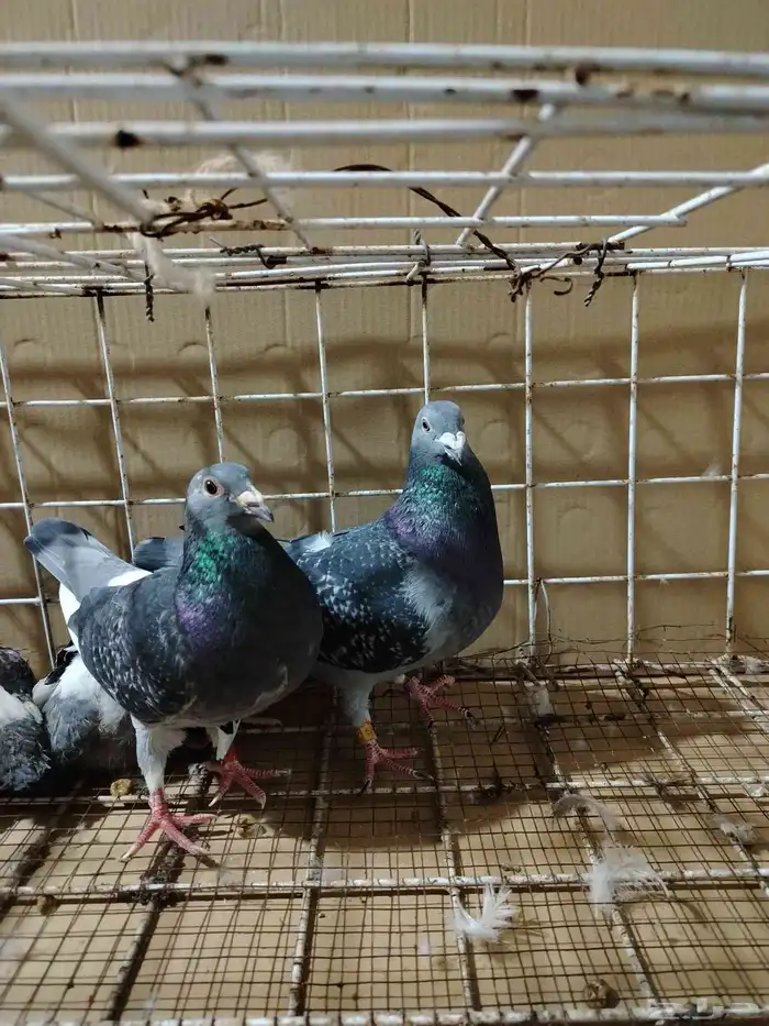 للبيع جوز زاجل 1