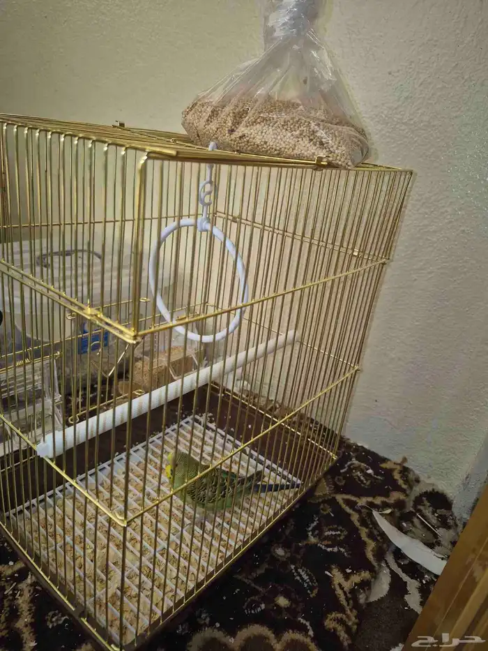 طير بادجي اليف صحة كفو 5