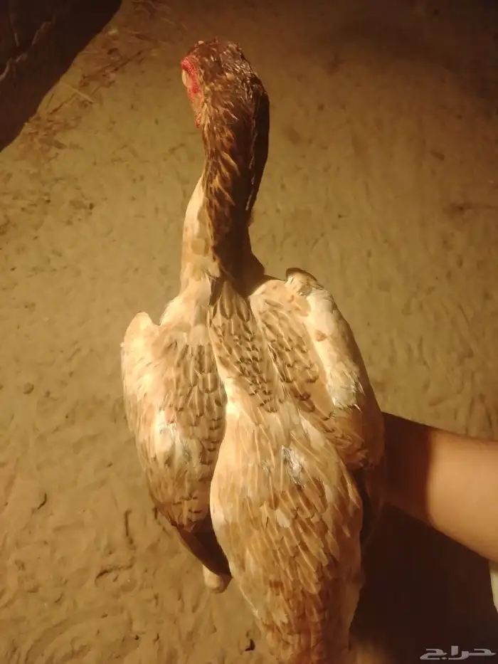 دجاج 2 و ديك سنود 4