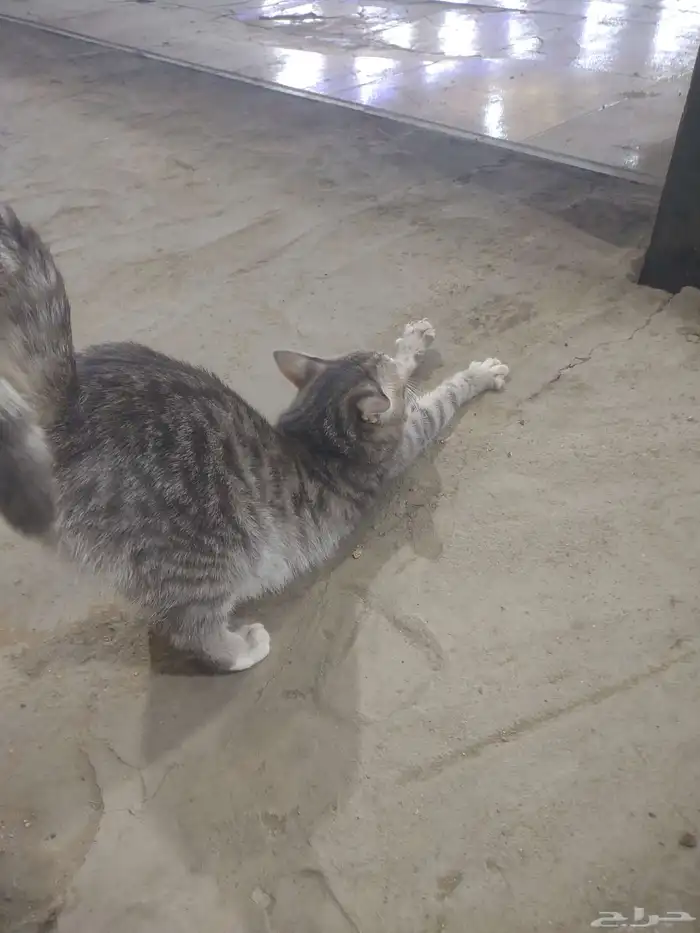 اليف وانضيف امريكي 2