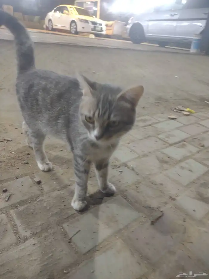 اليف وانضيف امريكي 0