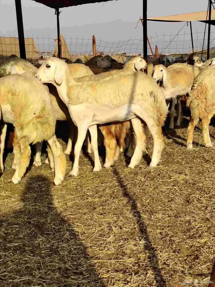 رخال حريات دفيع بإذن الله 0