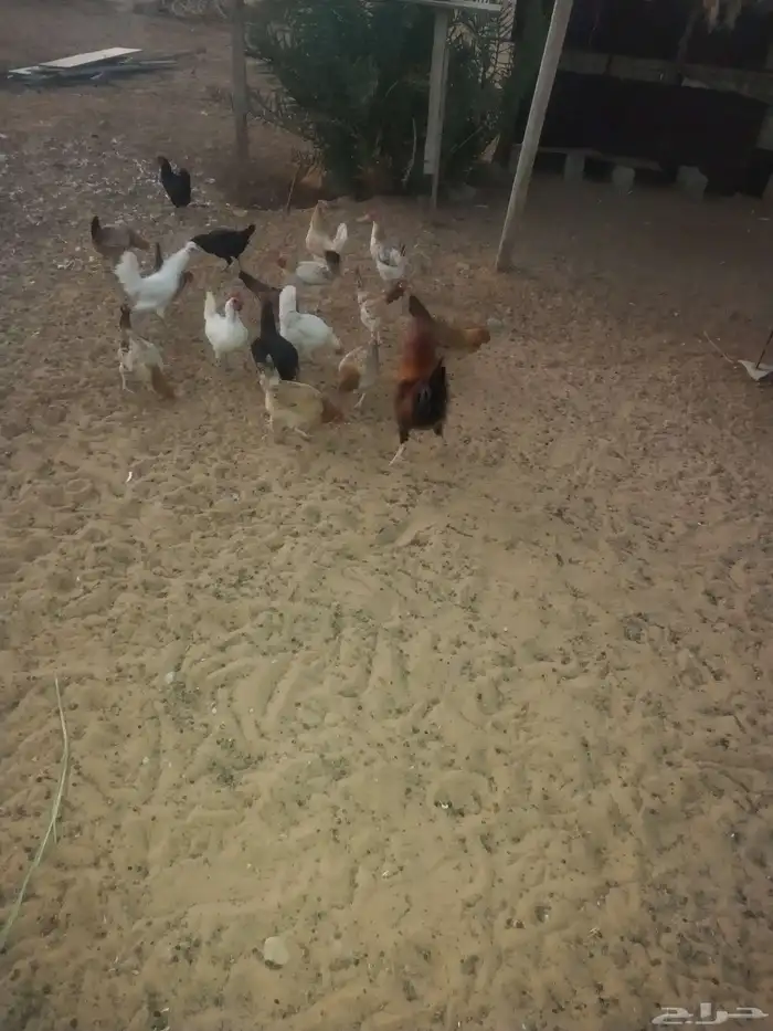 ديك ودجاجه للبيع 3