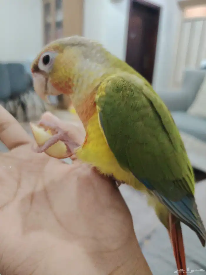 كنيور لمن يجده يتواصل على هاد رقم   جزاكم الله خير 0