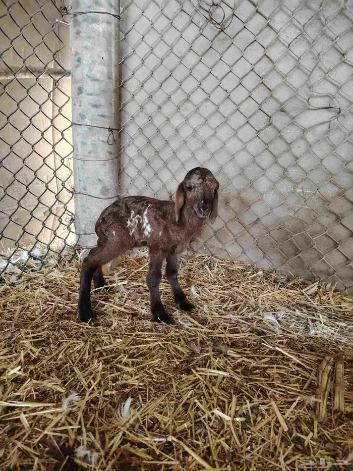 خروف داغور 1