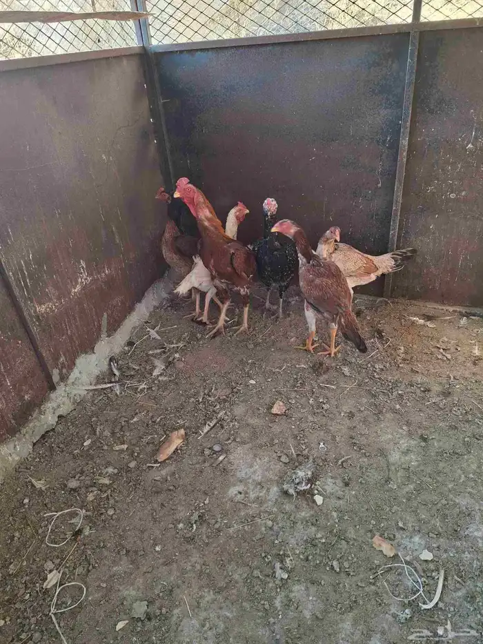 بلجرشي دجاج باكستاني 2