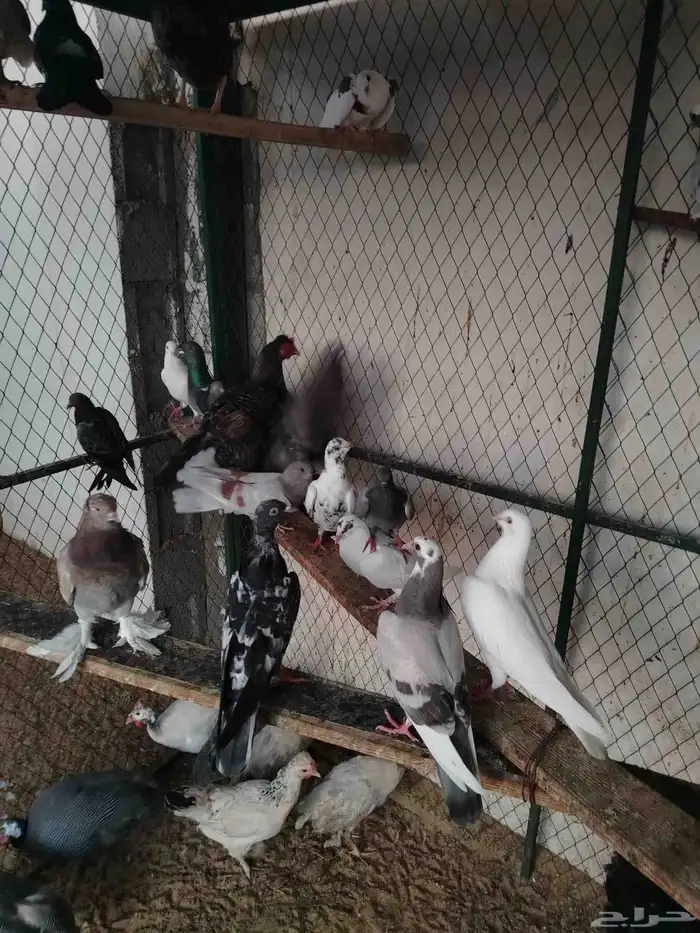 حمام مشكل قوي وجميل عرض الحبه 10 ريال 0