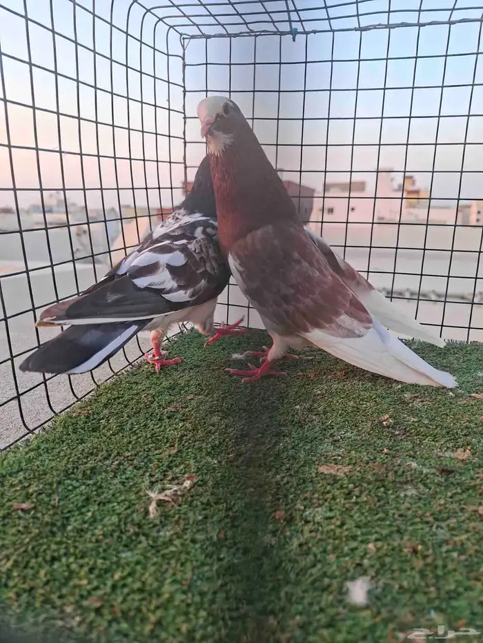 زوج قلاب قلب عامودي 0