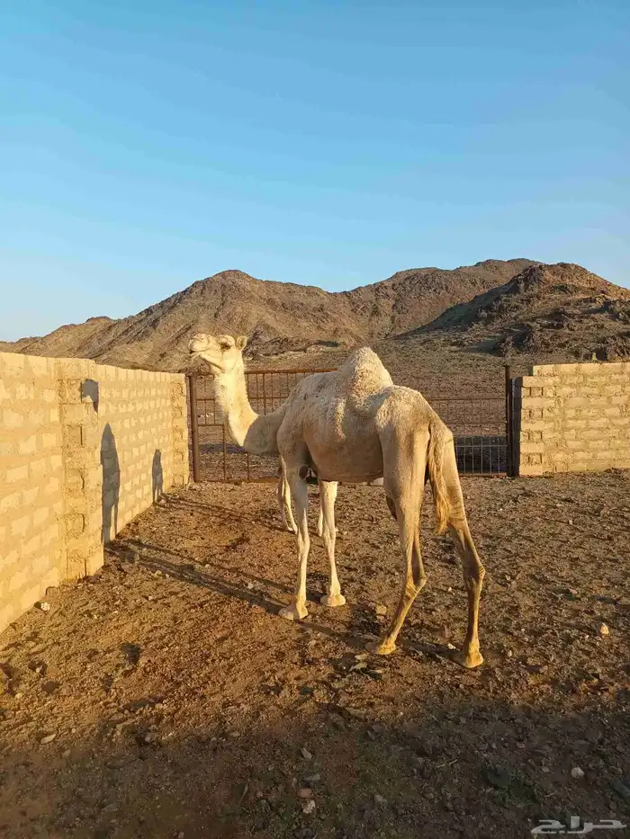 ناقة خلفة منيحة 3