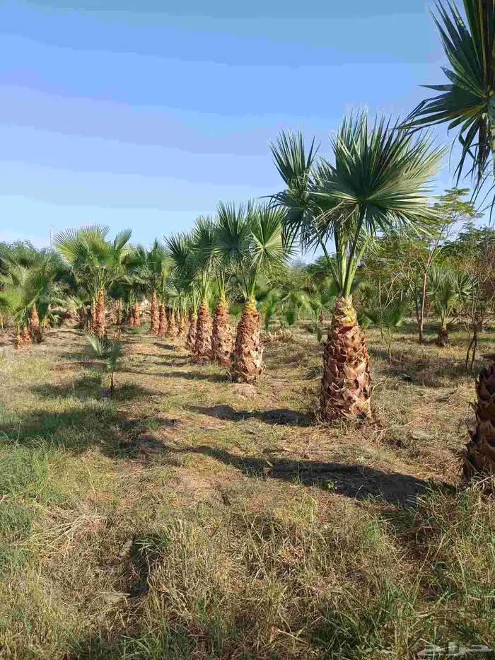 نخيل الواشنطونيا الأمريكي 6