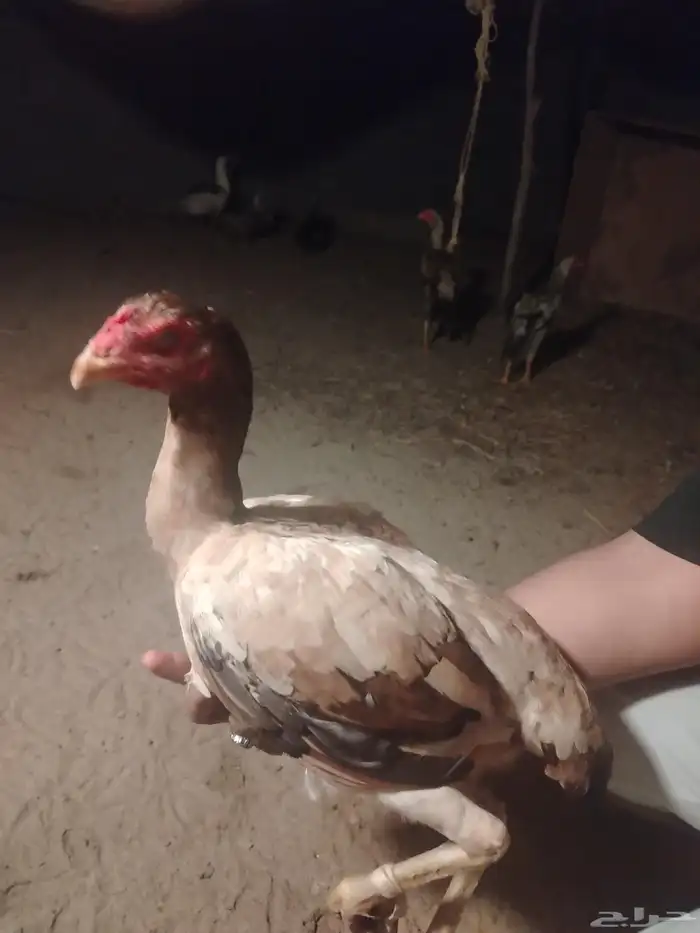 دجاج 2 و ديك سنود 5