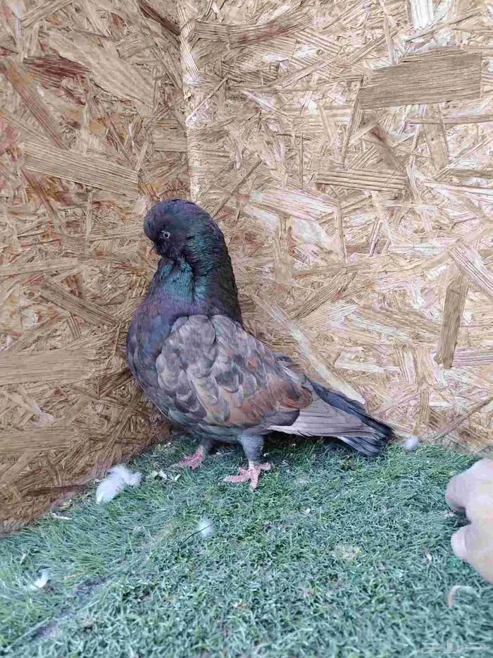 لنق فيس كلين جوزين 3