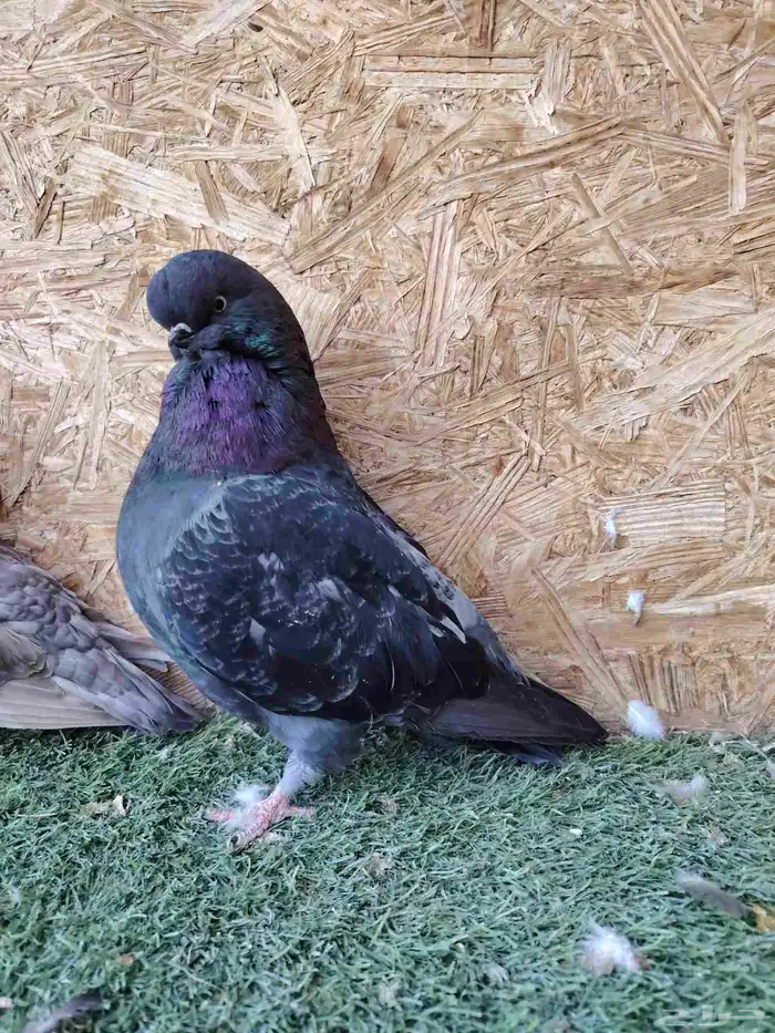 لنق فيس كلين جوزين 2