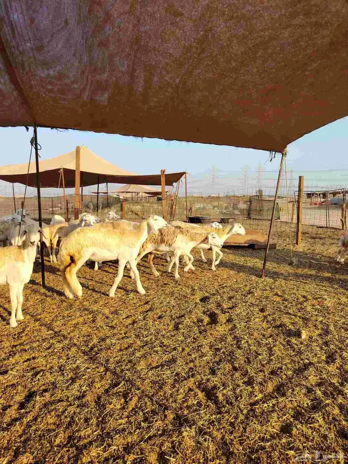 رخال حريات دفيع بإذن الله 7