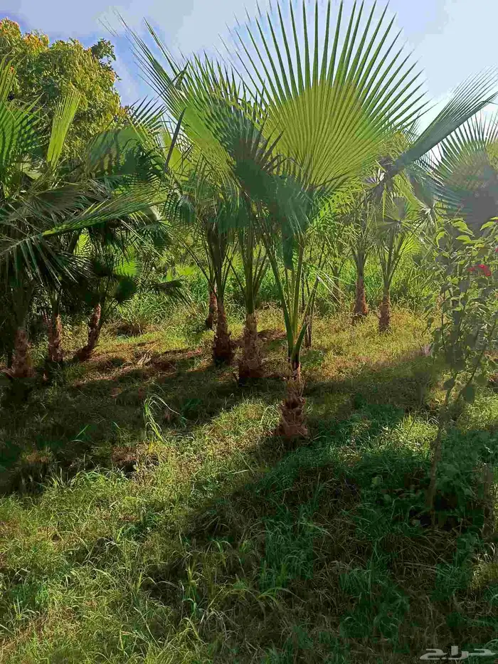 نخيل الواشنطونيا الأمريكي 1