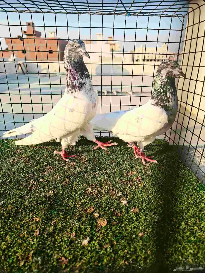 باكستاتي تيدي 1