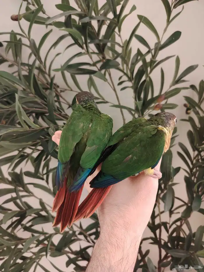 فروخ يلو سايد رد فاكتر هدد نشبه ((تم البيع)) 2