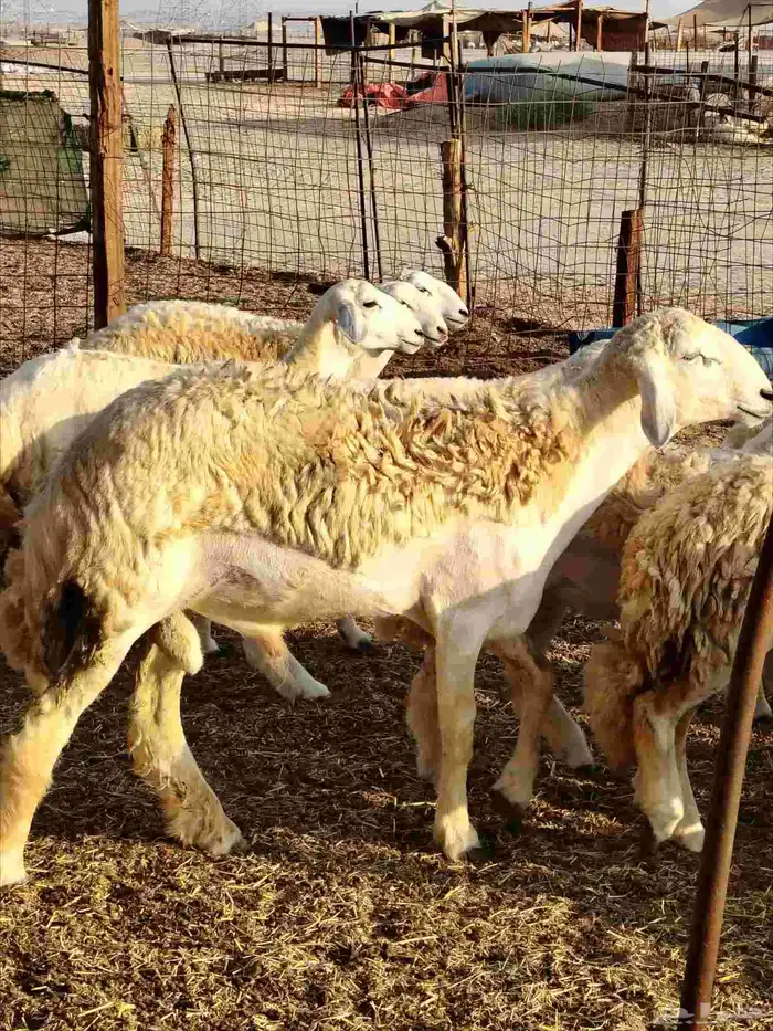 رخال حريات دفيع بإذن الله 8