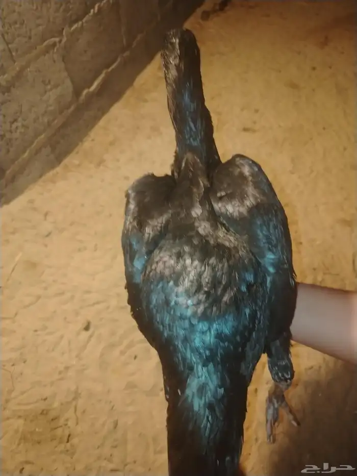 دجاج 2 و ديك سنود 7