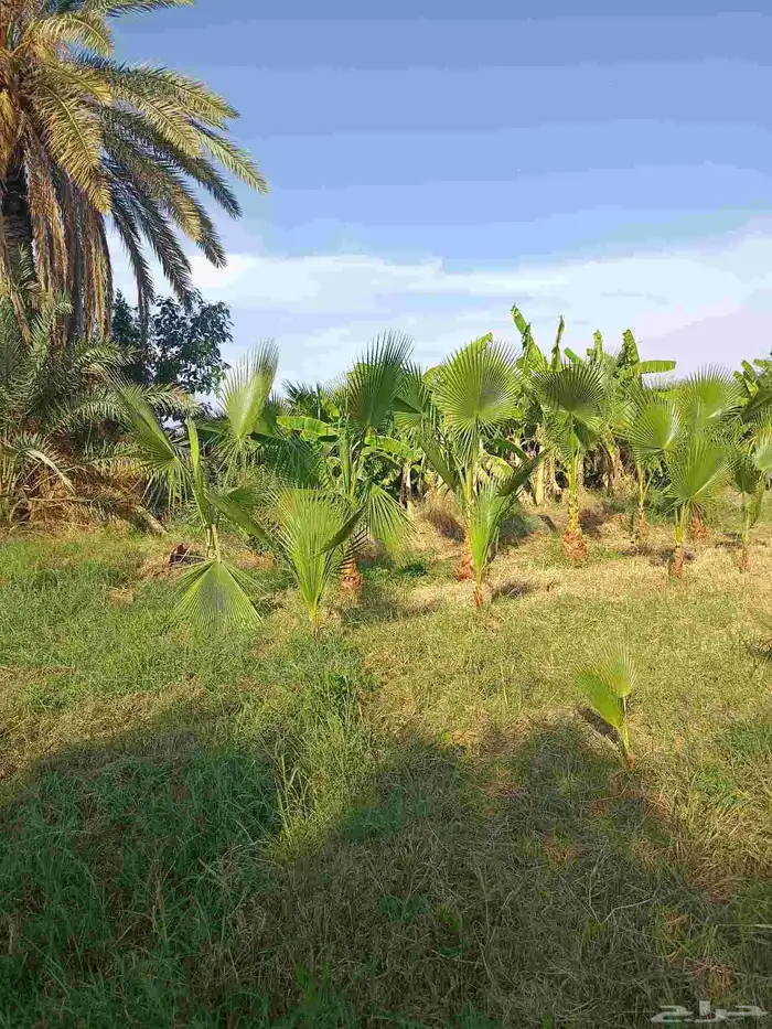 نخيل الواشنطونيا الأمريكي 4