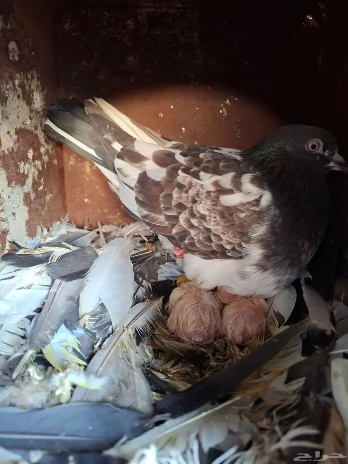 زوج قلاب قلب عامودي 2