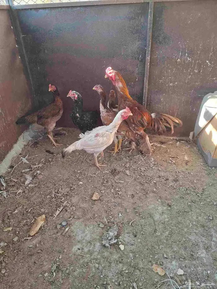 بلجرشي دجاج باكستاني 0