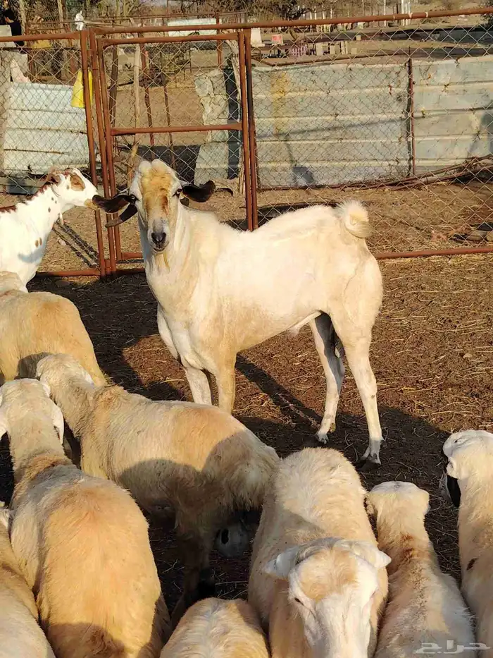 تيس بيشي السن سديد فحل على الشرط 0