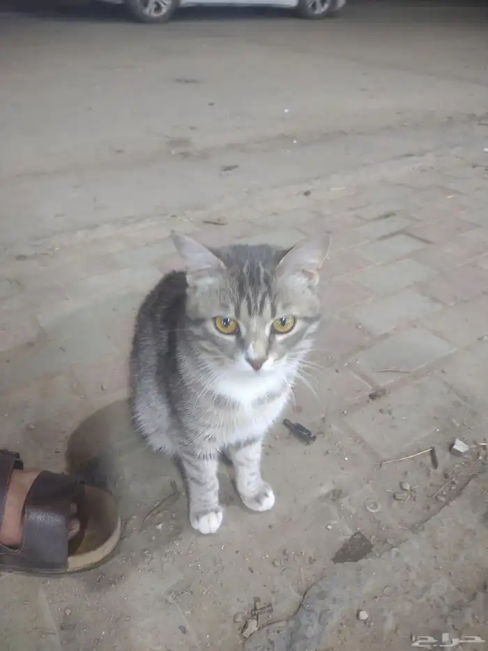 اليف وانضيف امريكي 1