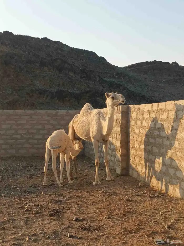 ناقة خلفة منيحة 2