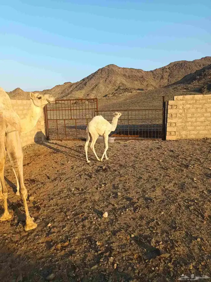 ناقة خلفة منيحة 0