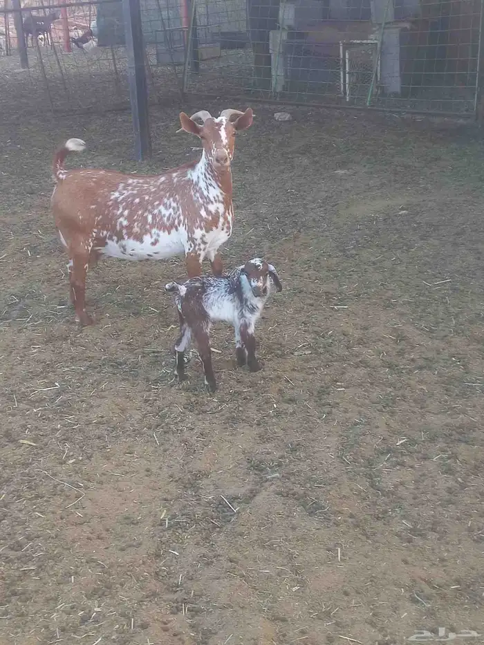 للبيع خرفان وعنز 6