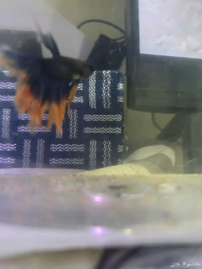 حوض فايتر ديجتال مع ذكر فايتر 1