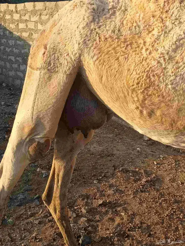 ناقة خلفة منيحة 4