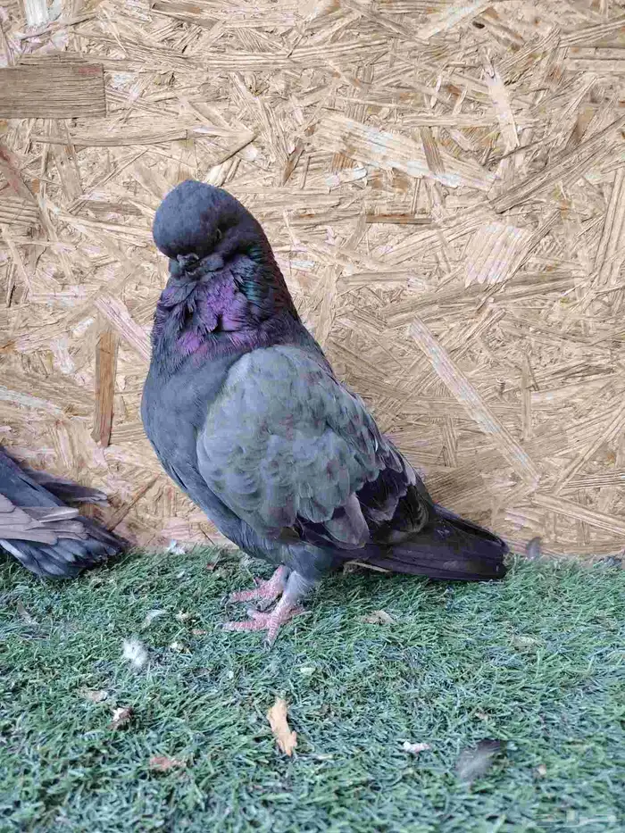 لنق فيس كلين جوزين 4