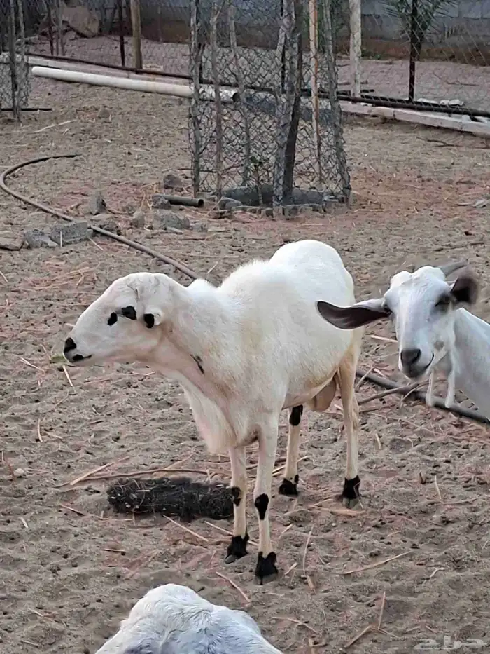 فحل ضراب بلدي للبيع او البدل 0