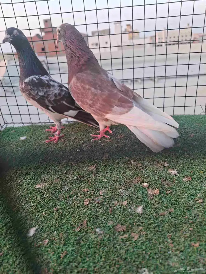 زوج قلاب قلب عامودي 1