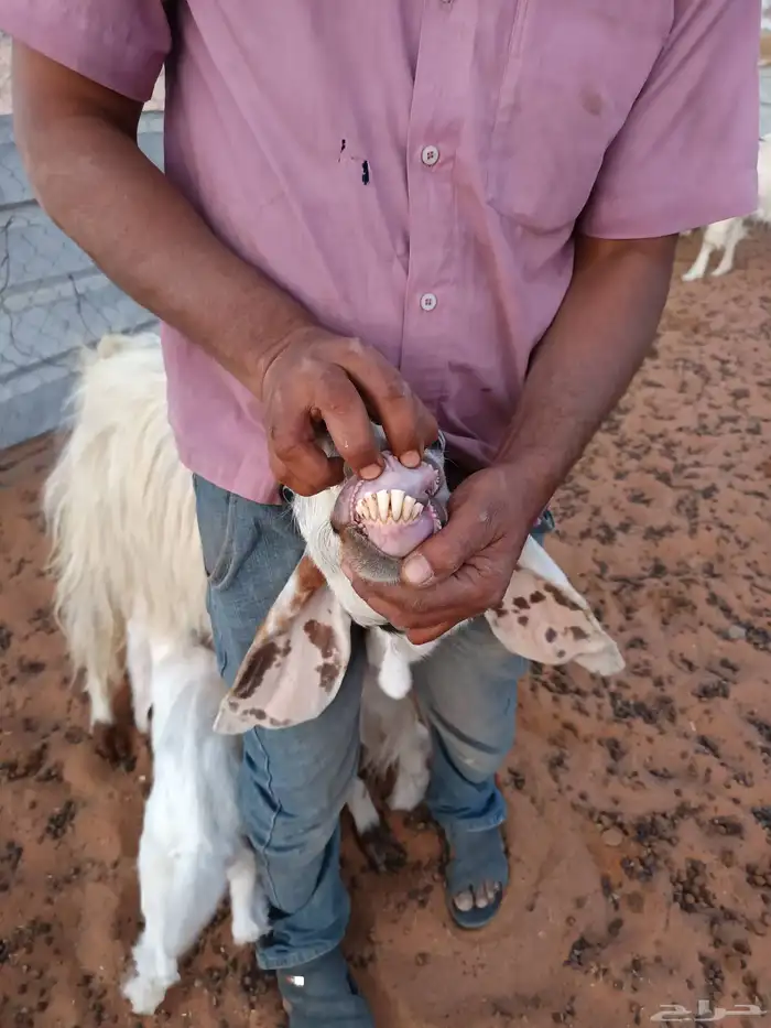 معزا متابيع وشاه حايل 2