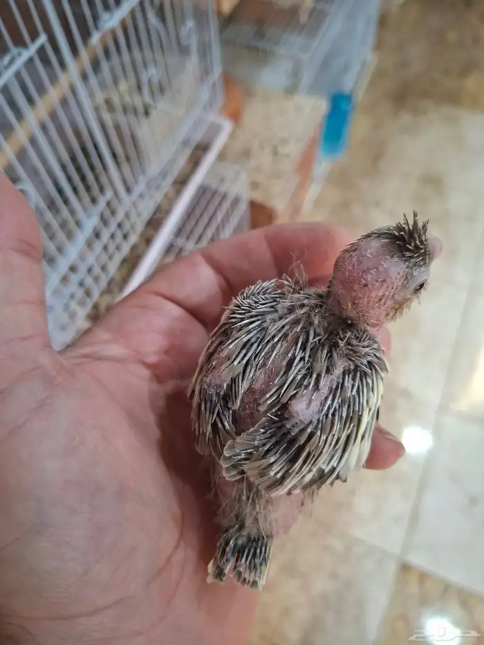 فروخ كروان نورمال 0