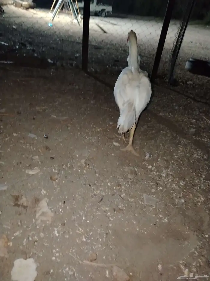 دجاج 2 و ديك سنود 1