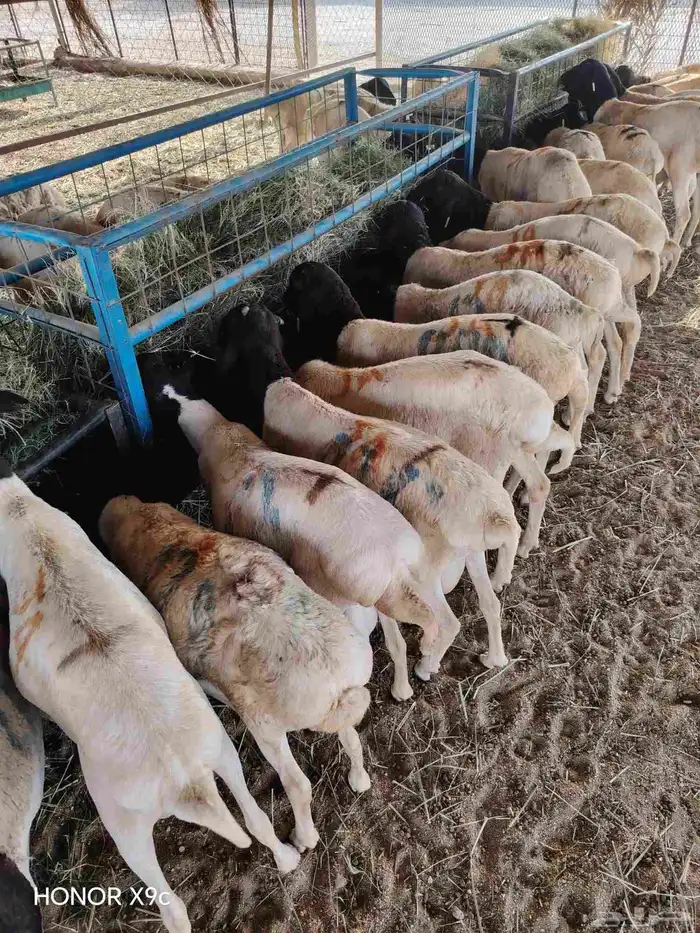 لأهل الحلال متوفر 70 راس بربري طيب ونظيف جذعان 4