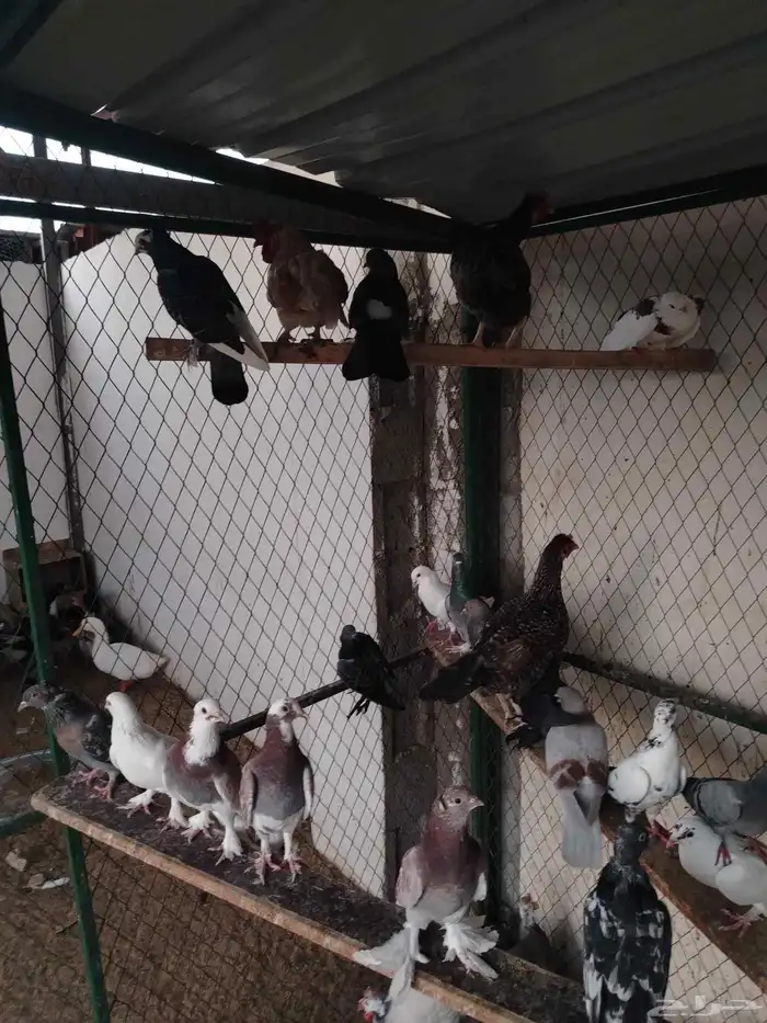 حمام مشكل قوي وجميل عرض الحبه 10 ريال 6