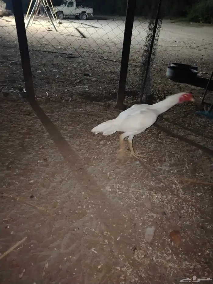 دجاج 2 و ديك سنود 2