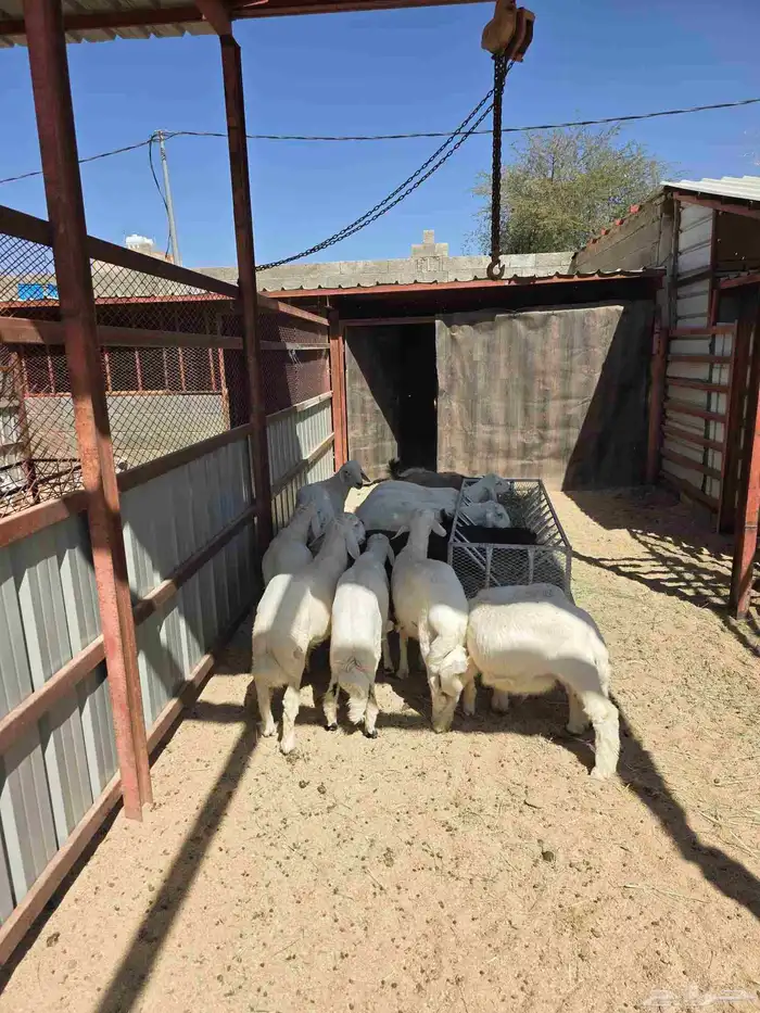 ذبائح النشاما 8