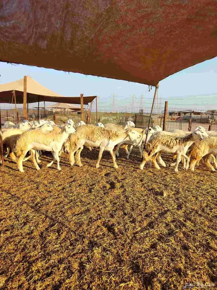 رخال حريات دفيع بإذن الله 6