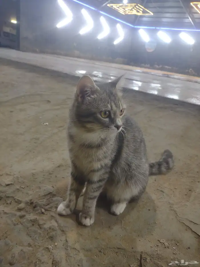 اليف وانضيف امريكي 4