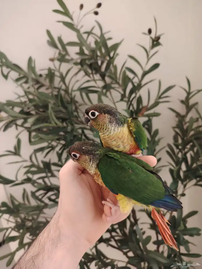 فروخ يلو سايد رد فاكتر هدد نشبه ((تم البيع)) 1